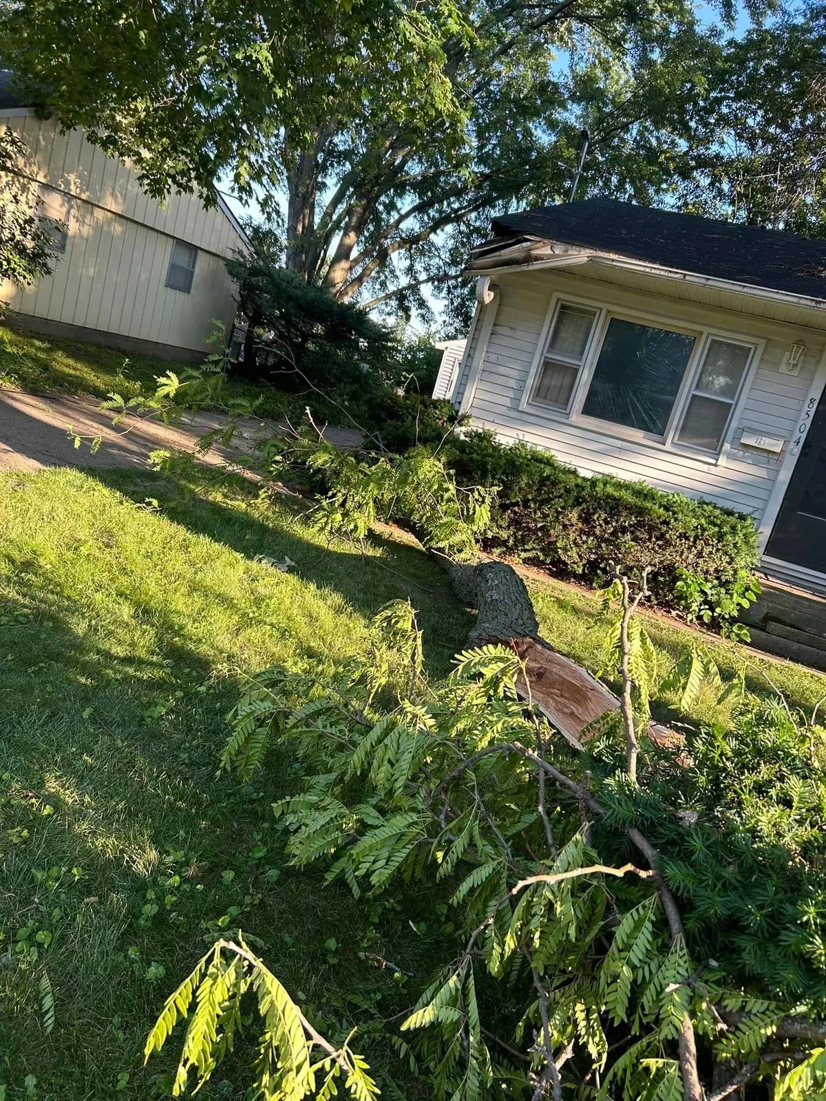 Fallen Tree Removal