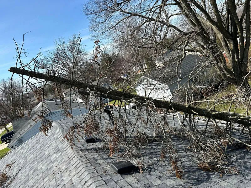 Tree Removal Service