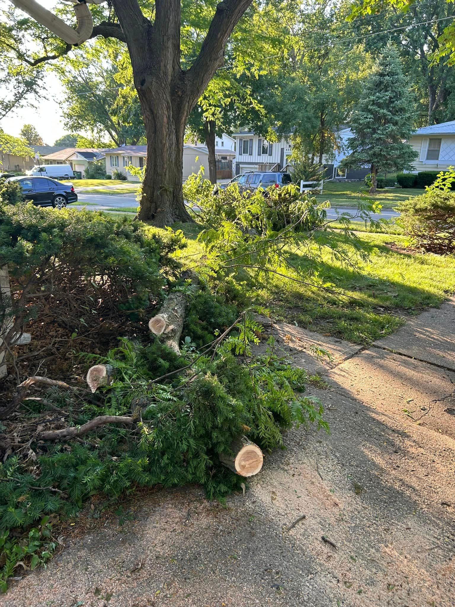 Tree Removal Des Moines 2 Tree Removal Des Moines